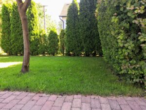 Read more about the article Pázsitápolási teendők ősszel