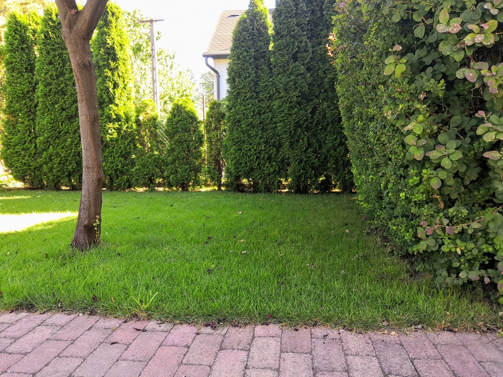 You are currently viewing Pázsitápolási teendők ősszel