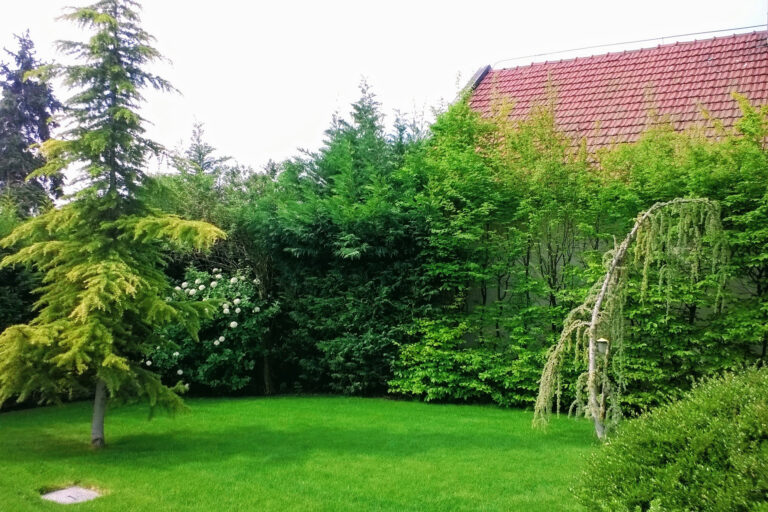 Gyepszőnyeg örökzöldekkel