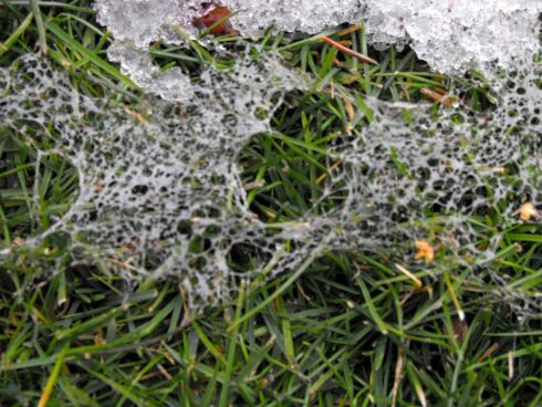 Hópenész gyepbetegség