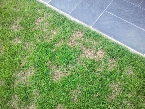 Pázsitápolás ősszel